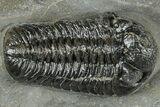 Detailed Morocops Trilobite - Ofaten, Morocco #323720-3